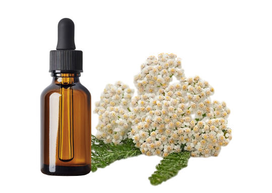 Achillée millefeuille