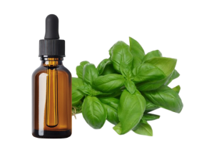 Basilic doux à linalol