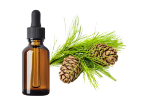 Cèdre de l&rsquo;Himalaya