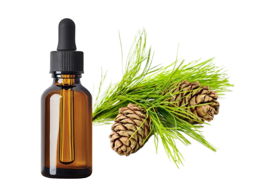 Cèdre de l&rsquo;Himalaya