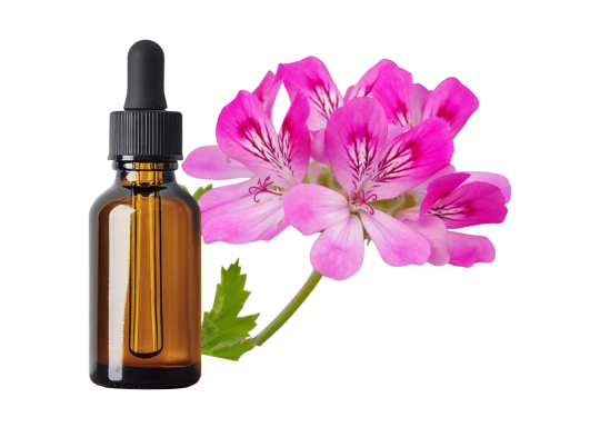 Géranium rosat Egypte