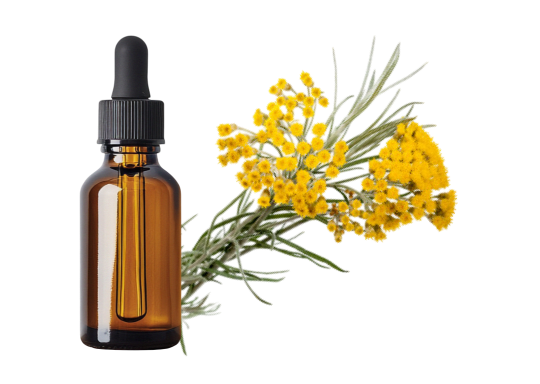 Hélichryse italienne (Immortelle)