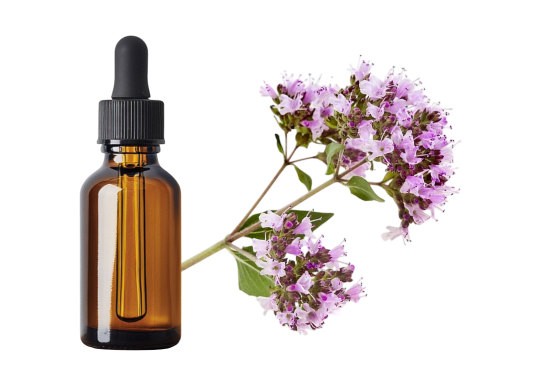 Marjolaine à coquilles