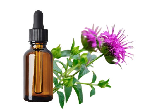 Monarde fistuleuse