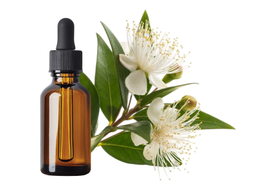 Myrte citronnée