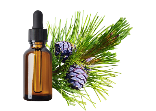 Sapin de Sibérie